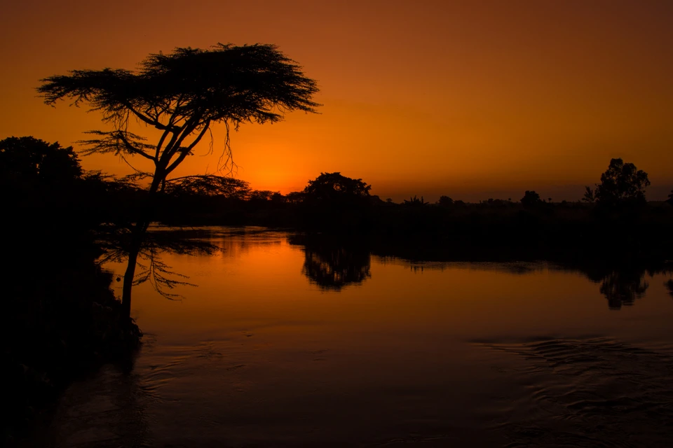 Silhouette of an acacia tree reflected in water at sunset