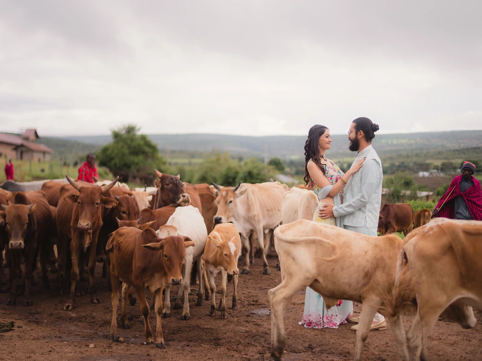 Wedding couple standing together beside a herd of cattle