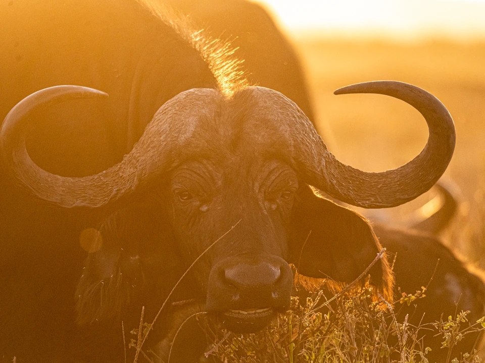 Buffalo in the warm light of the setting sun