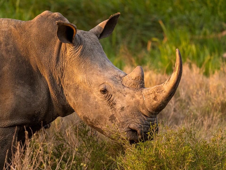 Rhinoceros standing among green vegetation
