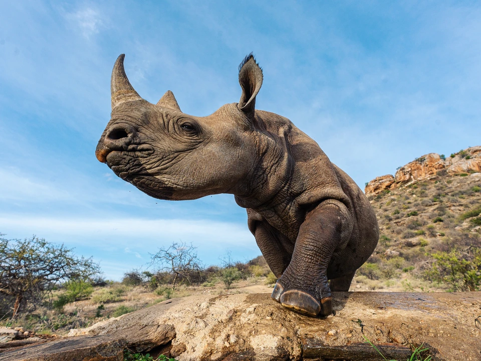 Low angle view of a rhinoceros beneath a blue sky