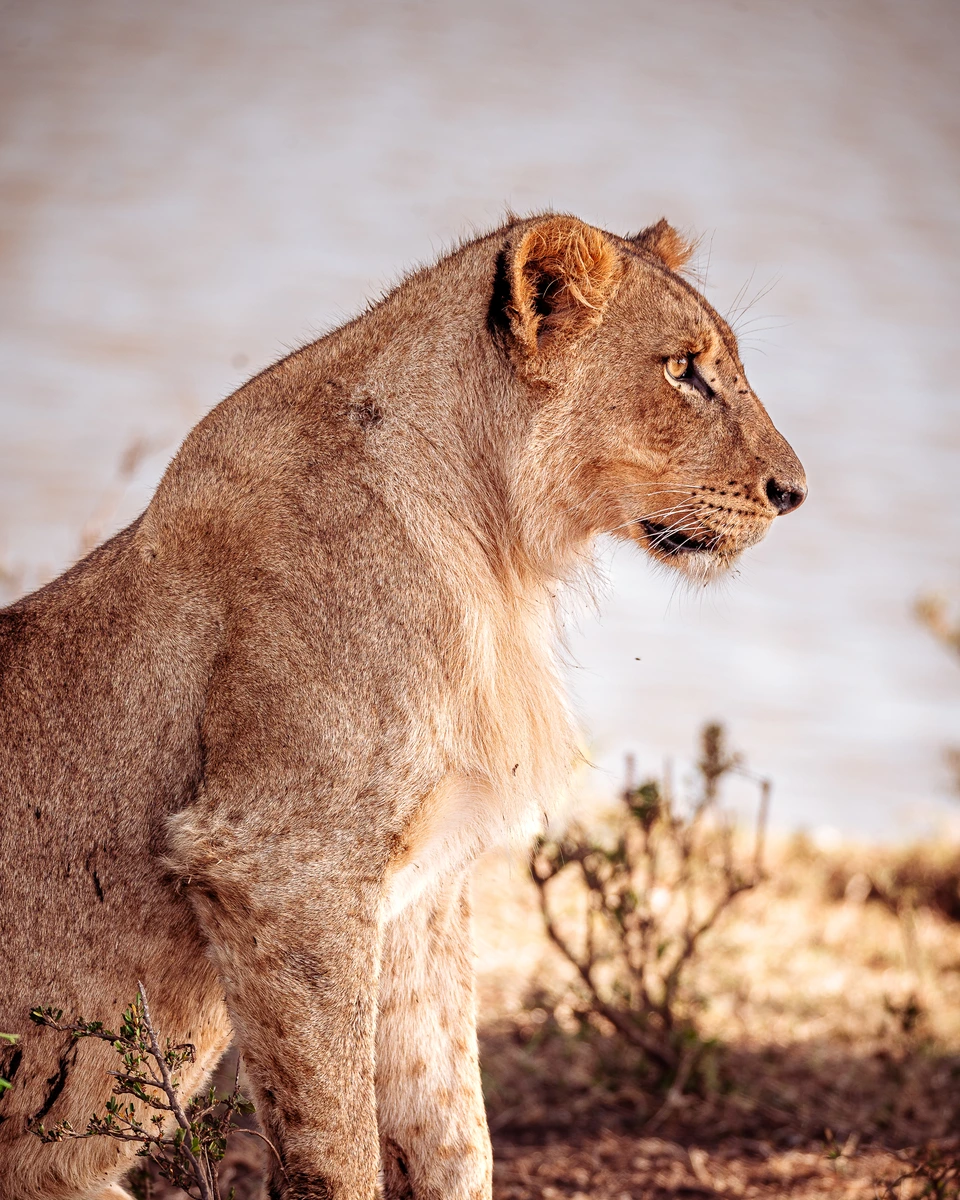 Lioness sitting in warm light on a rocky rise