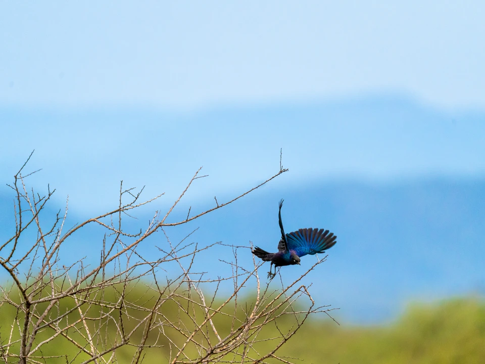 Dark bird perched on a slender branch against a blue background
