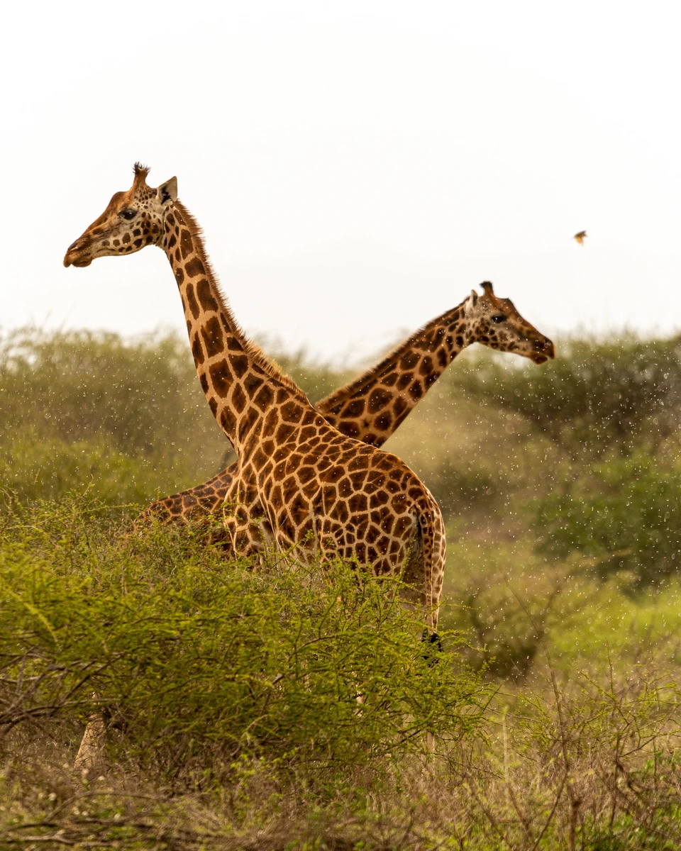Two giraffes standing among shrubs and acacia trees