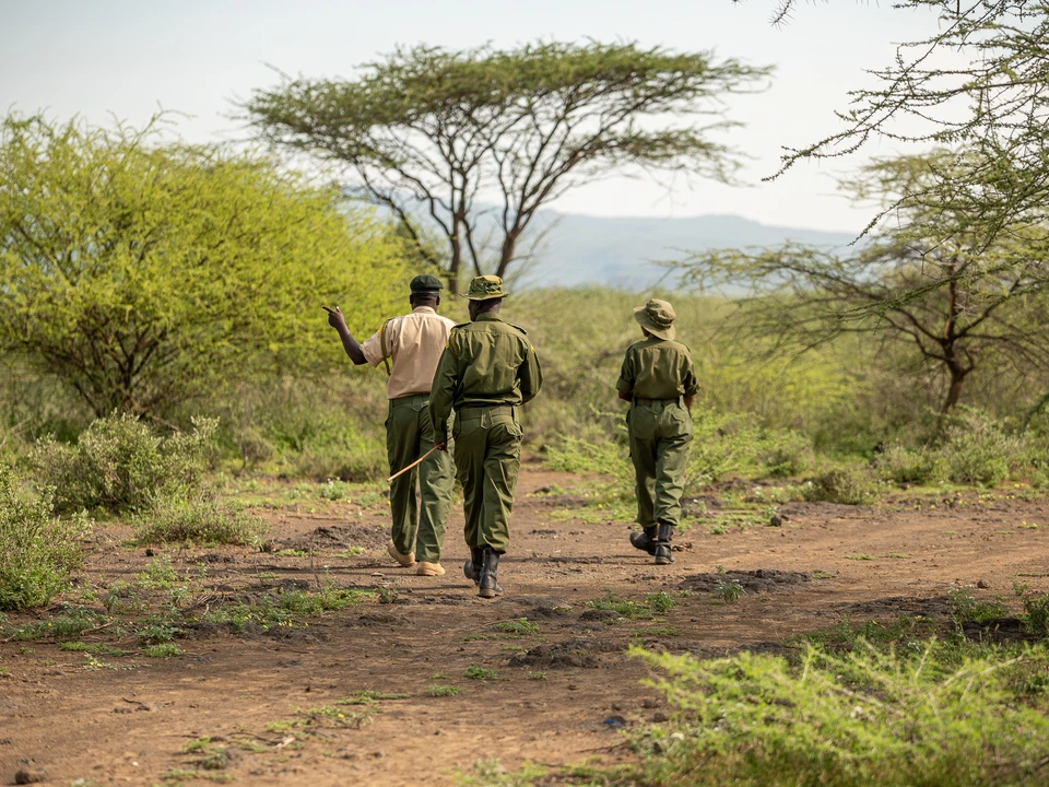 Two rangers walking through a green landscape beneath acacia trees