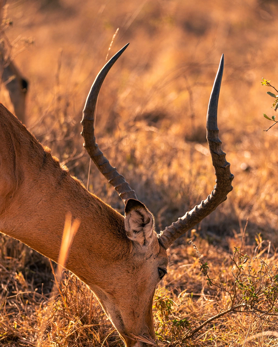 Antelope with long curved horns standing in golden grass
