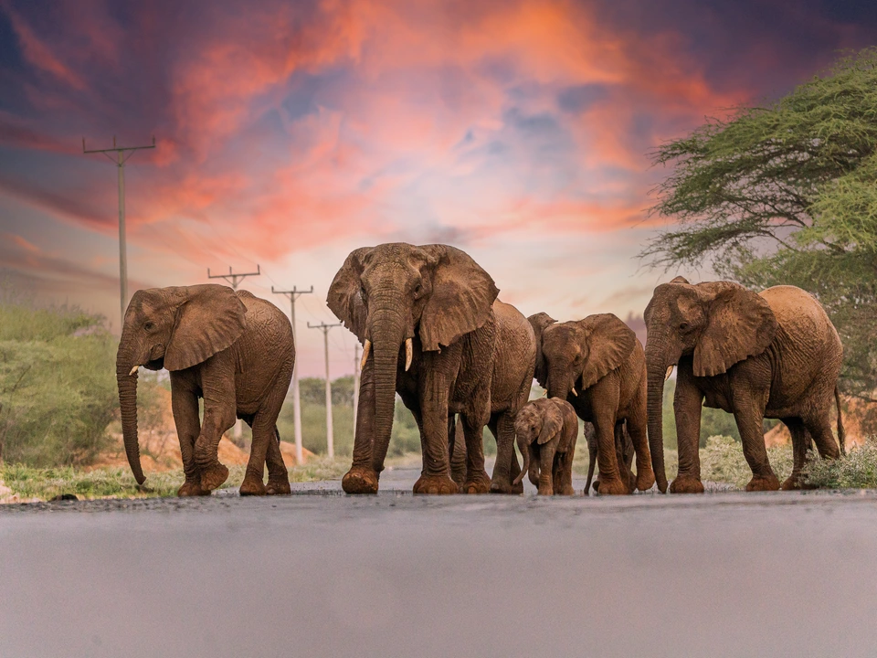 Herd of elephants standing beneath a colourful evening sky