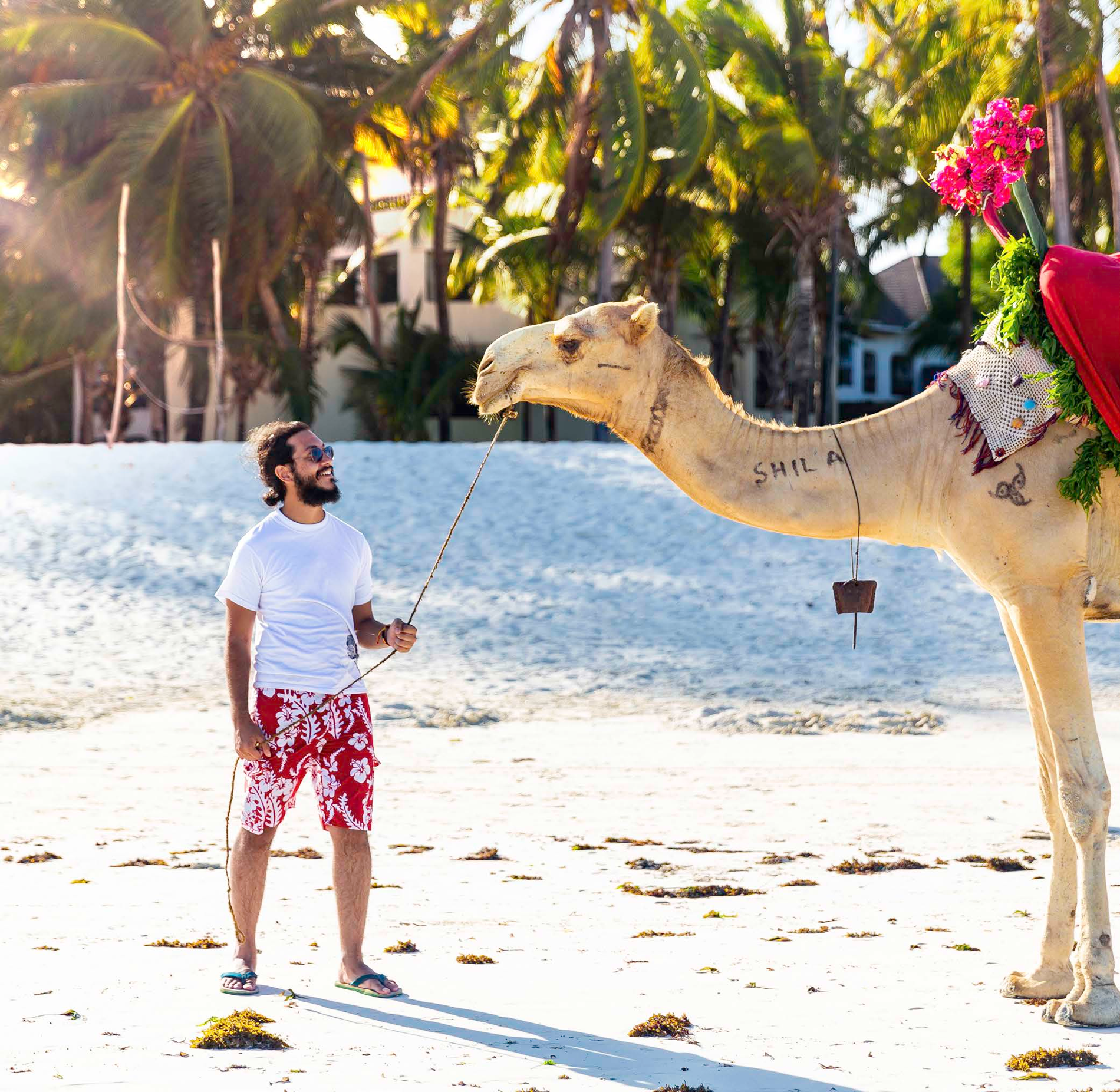 Camel and handler on a white sand beach