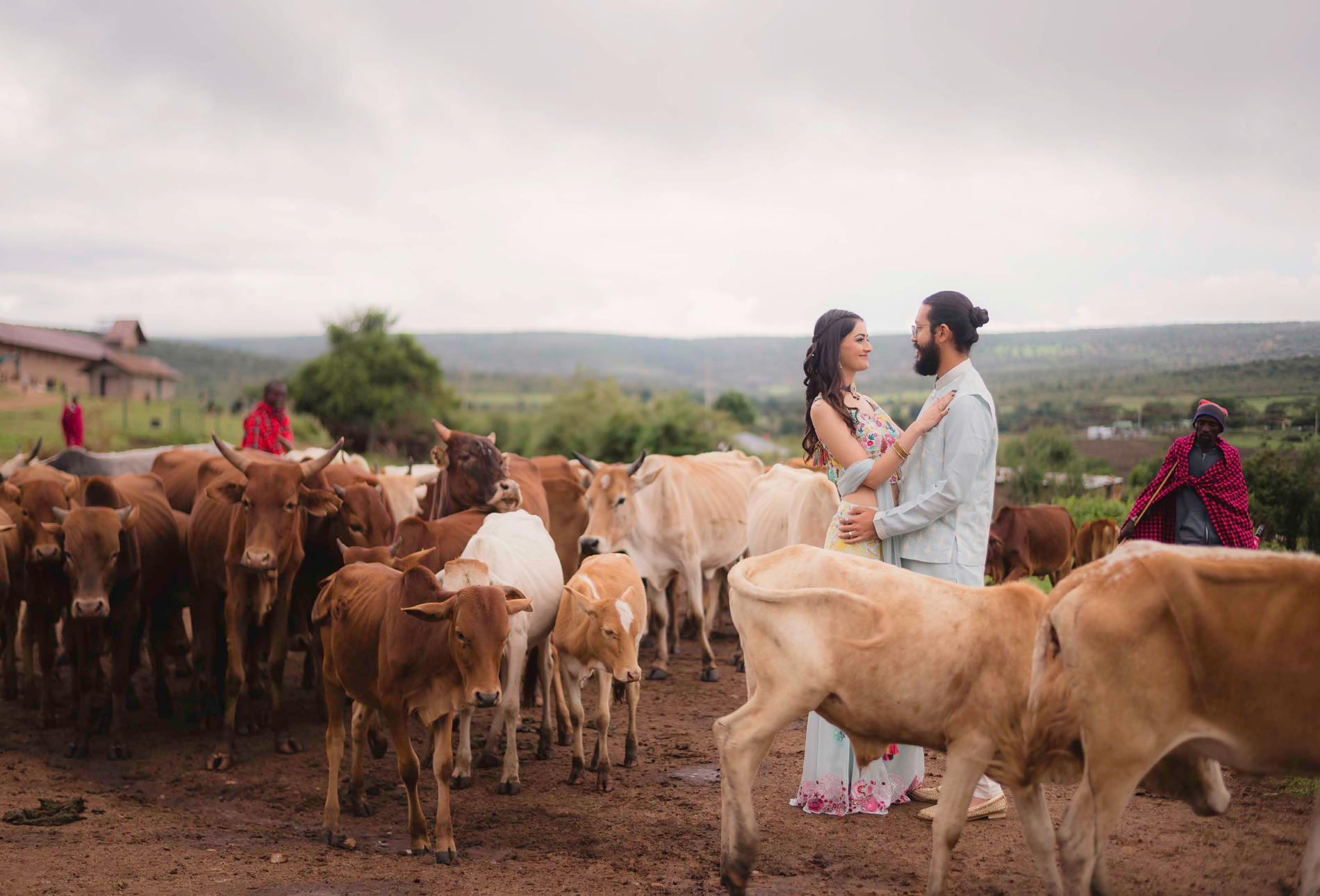 Wedding couple standing together beside a herd of cattle
