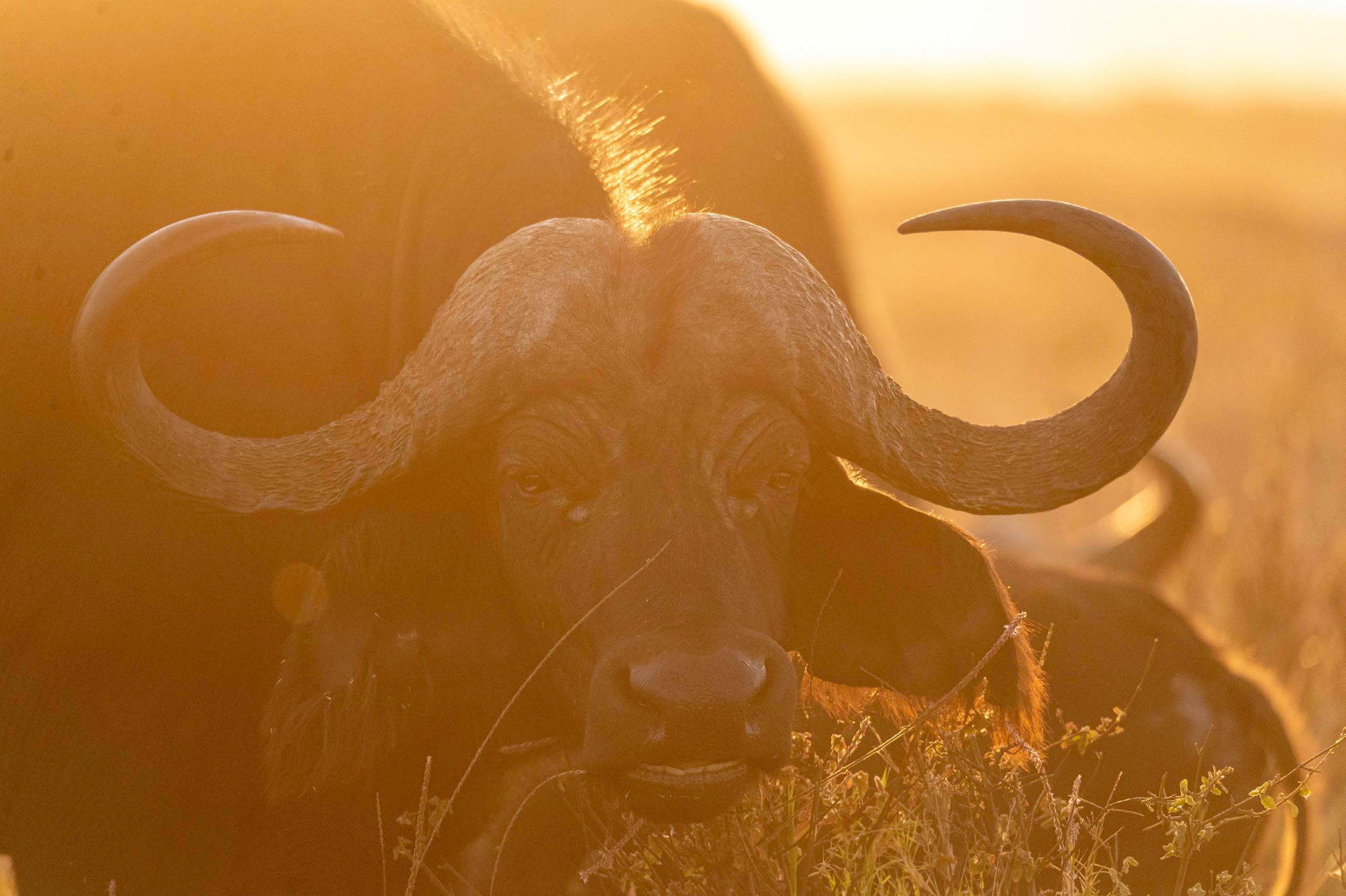 Buffalo in the warm light of the setting sun