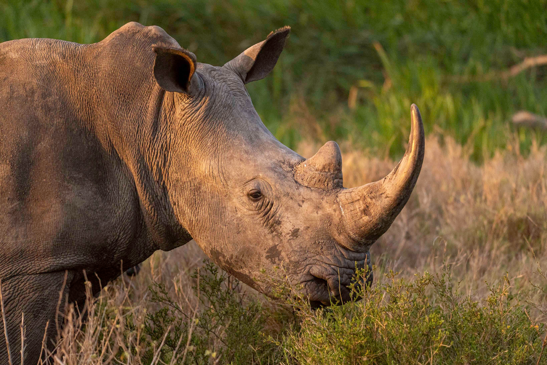 Rhinoceros standing among green vegetation