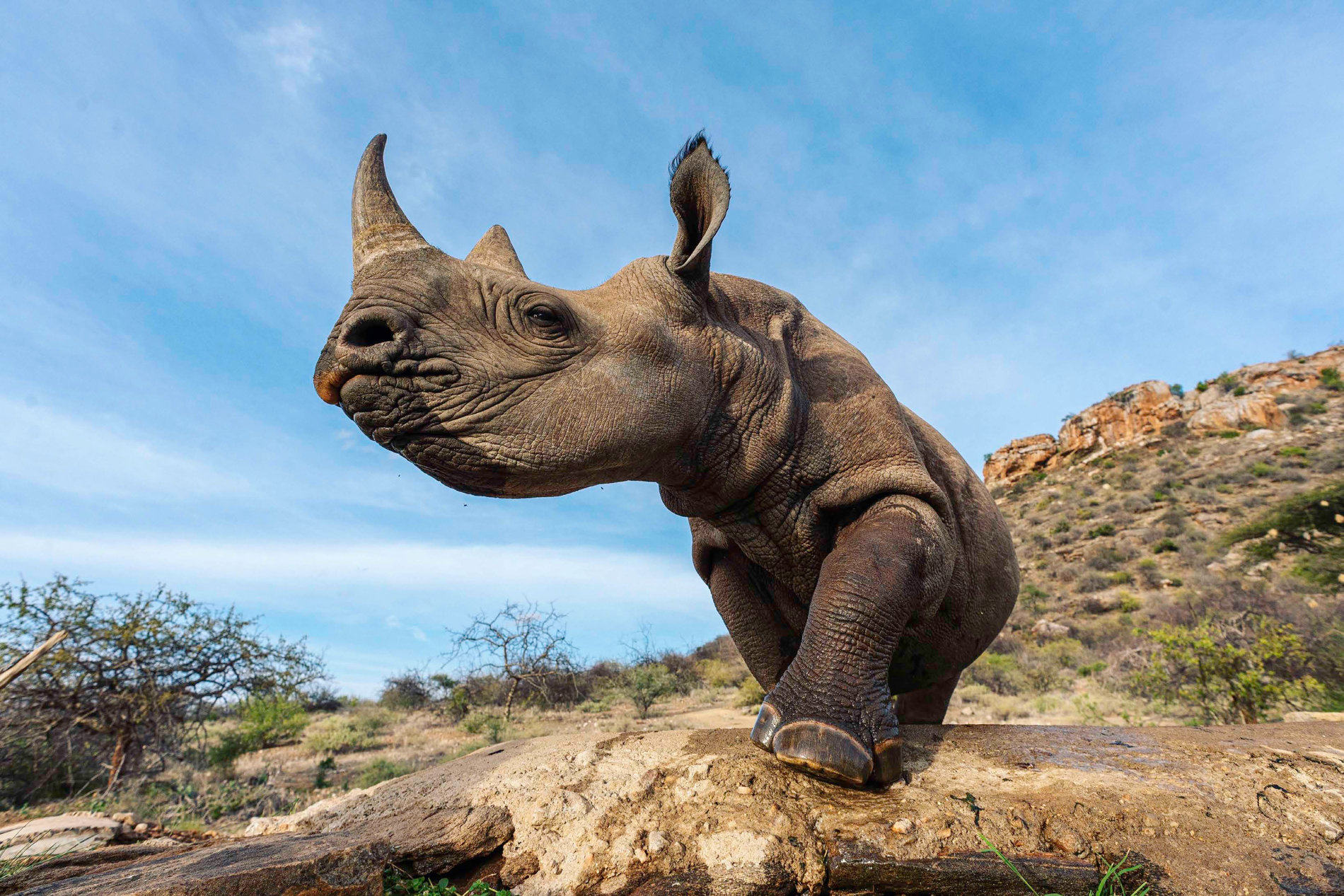 Low angle view of a rhinoceros beneath a blue sky